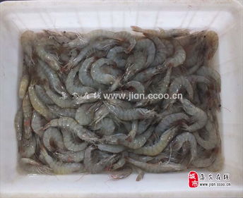 品江鮮，選集安——天天活海鮮與鴨綠江特產淡水魚批發及農副產品銷售指南