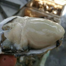 郵樂網海鮮水產全品類采購指南 報價、圖片與農副產品一站式購齊
